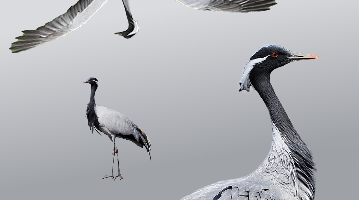 Опекаем райских красавок 